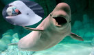La beluga no es ballena, en realidad es un cetáceo. (Google)