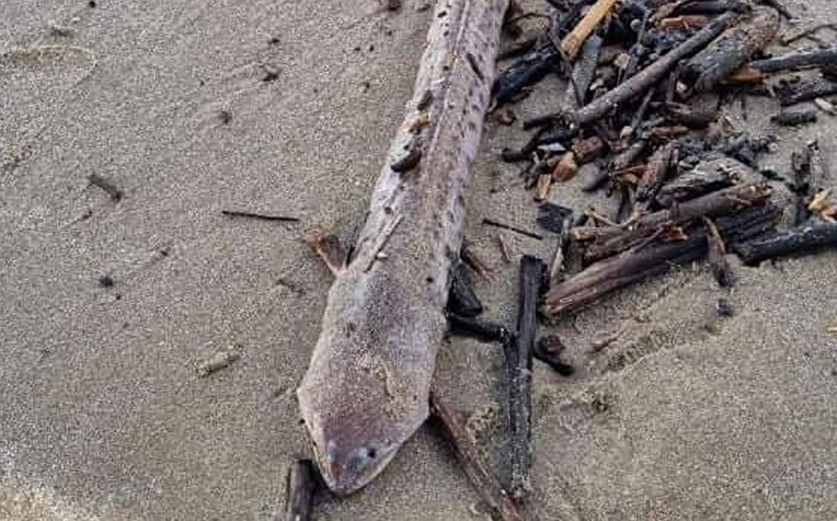 Una de las especies encontradas en Tamaulipas hace dos semanas.