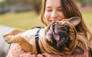 Los perros cada vez están más protegidos.