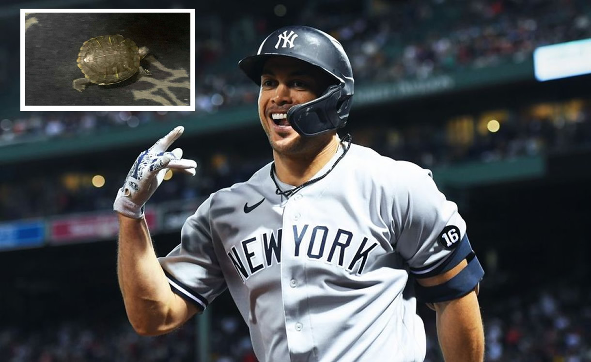 Yankees tomó el liderato por el juego de comodín después de adquirir a Bronxie. (@Yankees)