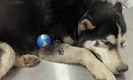 Rolo es un Husky que salió lesionado. (Foto: especial)