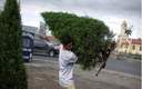 El árbol es un imprescindible en estas fechas. (Reuters)