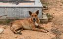En Turquía llevan un registro de los perros callejeros (AFP)