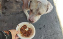La organización lleva cinco años repartiendo comida en Navidad a perros de la calle (Twitter @EscuadronSalchi)