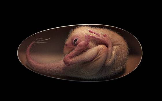 El fósil de oviraptosaurio fue encontrado en la localidad de Ganzhou (AFP)