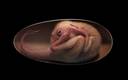 El fósil de oviraptosaurio fue encontrado en la localidad de Ganzhou (AFP)