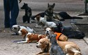 La delincuencia ha apuntado hacia los caninos para cometer sus fechorías.