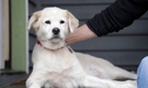 Perros pueden ser aceptados en el restaurante. (Foto: AP)