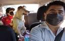 Taxista de la CDMX ofrece servicio para trasladar mascotas. (Twitter)