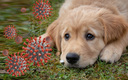 Las mascotas también están expuestas a la variante Ómicron del Covid-19. (Foto: Pixabay)