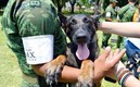 Los caninos buscan un hogar donde pasar sus últimos días de vida.
