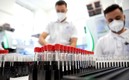 Científicos analizan pruebas PCR con el virus SARS COV-2 en Australia. Foto: AFP