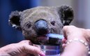 La población de koalas en Australia de hundió en las últimas décadas. (FOTO: AFP)