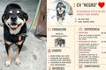 CV de Negro Rocco (Foto: Twitter)