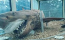 El tíburon murió en 1998. (FOTO: Especial)