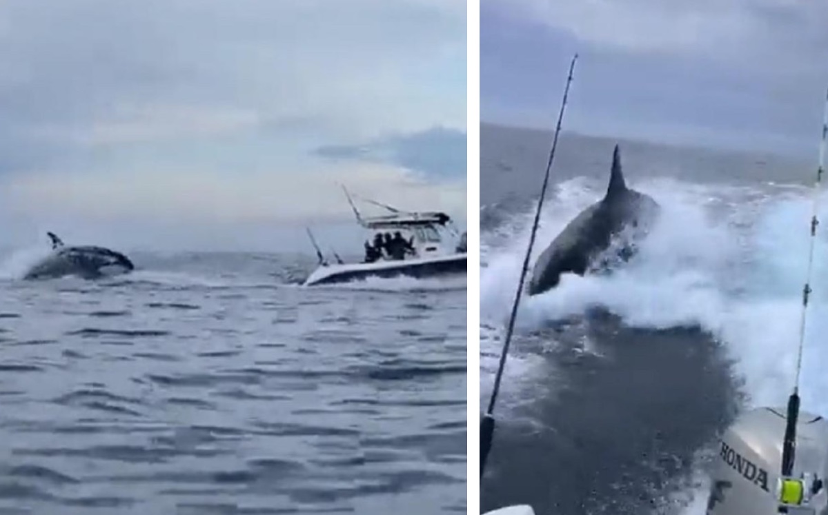La ballena estuvo muy cerca de alcanzar la embarcación.