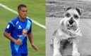 El jugador recuerda a su mascota con cariño.