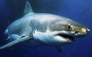 Un turista italiano murió tras ser atacado por un tiburón en Colombia (AFP)