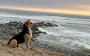 Vaguito, el perro que espera a su dueño en el mar (Twitter @radio_dos)