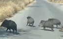 Así la familia de jabalíes paseando en Apodaca.
