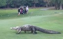 El caimán de tres patas al momento de cruzar el campo de golf.