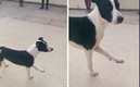 Perrito callejero tomó la clase.