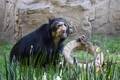 SEDAMA confirmó la muerte del oso antifaz. Foto: SEDEMA