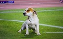 El momento en el perro hizo su travesura en la cancha.