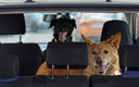 Los perros y gatos deben transportarse de forma especial (Reuters)
