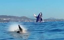 La ballena lastimó cuatro pasajeros de la embarcación. (Foto de Twitter)