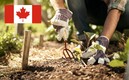 Podrías tener la oportunidad de vivir en Canadá.