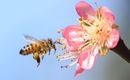 20 de mayo, Día Mundial de la Abeja (Getty Images)