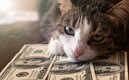 Tomassino es un gato que heredó 13 millones de dólares en Italia (Google)
