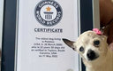 Pebbles, la perrita más vieja del mundo. (Foto de los Guinness World Récords)