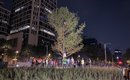 Ahuhuete es plantado en Paseo de la Reforma