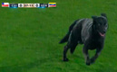 El tierno perrito en Chile fue retirado de la cancha por las jugadoras. (Imagen de TNT Sports)