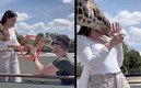 La jirafa se entrometió en la propuesta de matrimonio.