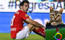El gato salió huyendo de la cancha al verse en peligro. (Imago7)