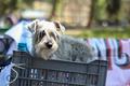 Hotel para perros y gatos abandonados (Foto: Enfoque)