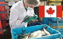 Lo oferta de la empresa canadiense es tentadora.