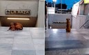El perro espera todos los días a su dueña en el Metro La Raza.