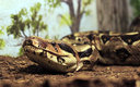 Se estima que la serpiente capturada en Dominica medía más de 4 metros. (Google)