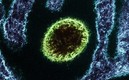 Los científicos han hallado un nuevo virus en China. FOTO: NIAID | Europa Press.