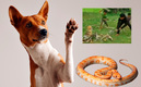 El perrito afortunadamente logró escapar de la enorme pitón. (Freepik / TikTok)