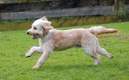 Un perrito se volvió el héroe de un niño en China (Reuters)