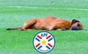 El tierno perrito se durmió durante el juego de Sol de América vs Guaraní. (TW @TigoSportsPY)