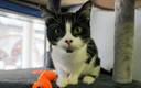A la felina le gusta imitar los movimientos de su dueña (Reuters)