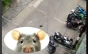 Rata de TikTok / Captura de pantalla