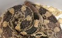 Hallan serpiente en Línea 1 del STC | @MetroCDMX