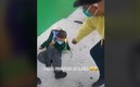 Niño se cae por la muchila/ TikTok